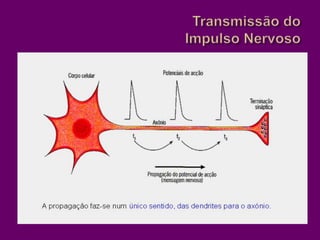 Transmissão do Impulso Nervoso