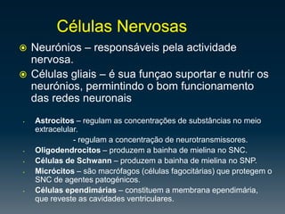 Frontal – funçõesintelectuaissuperiores (áreapré-frontal) e movimentos             - ondeestálocalizada a área de BrocaCentrosdalinguagemÁrea de Wernicke– ondeconvergemos lobos parietais, occipitaisetemporais