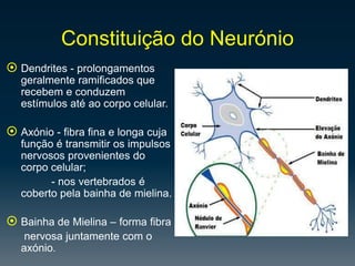 MedulaEspinalConstituída por uma substância branca (formada por neurónios com bainha de mielina) e cinzenta. 
