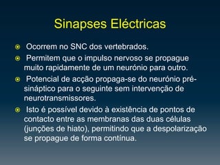Os SNA Simpático e Parassimpático trabalham de forma contrária, sendo que o sistema parassimpático restaura os níveis de equilíbrio alterados pelo sistema simpático. A função do  SNA Simpático é de responder a um estímulo do ambiente quando o organismo se encontra ameaçado, excitando e activando os órgãos necessários às respostas.