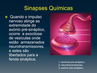 Por sua vez, o SNA Parassimpático visa reorganizar as actividades desencadeadas pelo SNA Simpático, relaxando as actividades. Relaciona-se directamente com a capacidade de regulação do organismo face às condições ambientais em que se encontra – homeostasia.
