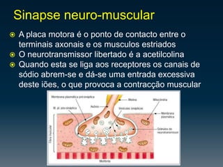 Célulasgliais– é suafunçaosuportar e nutrirosneurónios, permintindo o bomfuncionamento das redesneuronais