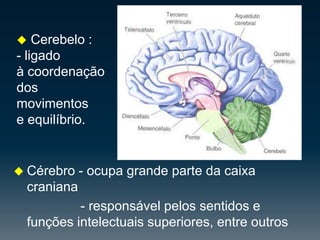 Mesencéfalo–interfere em actividades como a visão, audição e movimentação.