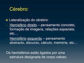 Ponte–centro de transmissão dos impulsos para o cerebelo.