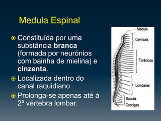 Cérebro:Lateralização do cérebro: