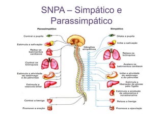 Sistema Periférico AutônomoÉ parte do sistema periférico, que é formado por nervos e gânglios nervosos.Nervos => conjuntos de axônios e dendritos.Gânglios Nervosos=> são pequenas dilatações formadas pelos corpos celulares dos neurônios.O sistema nervoso periférico é dividido em voluntário e autônomo.