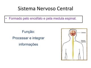 Sistema Nervoso CentralFormado pelo encéfalo e pela medula espinal.Função:Processar e integrar informações