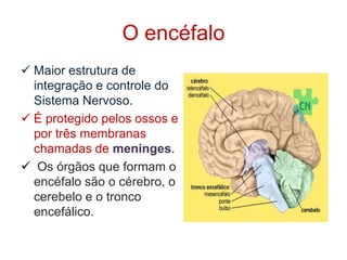 O encéfaloMaior estrutura de integração e controle do Sistema Nervoso.