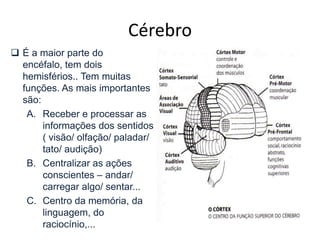 É protegido pelos ossos e por três membranas chamadas demeninges.