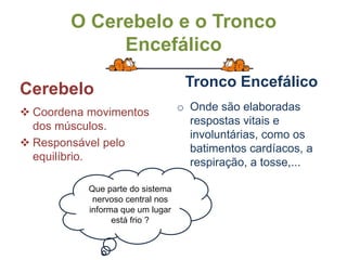 Os órgãos que formam o encéfalo são o cérebro, o cerebelo e o tronco encefálico.CérebroÉ a maior parte do encéfalo, tem dois hemisférios.. Tem muitas funções. As mais importantes são:Receber e processar as informações dos sentidos ( visão/ olfação/ paladar/ tato/ audição)Centralizar as ações conscientes – andar/ carregar algo/ sentar...Centro da memória, da linguagem, do raciocínio,...