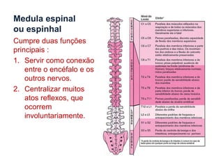 O Cerebelo e o Tronco EncefálicoTronco EncefálicoCerebeloOnde são elaboradas respostas vitais e involuntárias, como os batimentos cardíacos, a respiração, a tosse,...