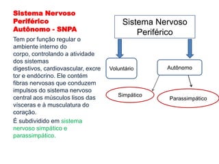 Responsável pelo equilíbrio.Que parte do sistema nervoso central nos informa que um lugar está frio ?