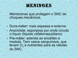 Meninges Membranas que protegem o SNC de choques mecânicos. Dura-máter: mais espessa e externa. Aracnóide: esponjosa por onde circula o líquor (liquido cefalorraquidiano) Pia-máter: aderida ao encéfalo e medula. Tem vasos sanguíneos, que levam O 2  e nutrientes para as células do SNC. 
