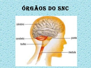Órgãos do SNC 