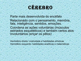 Parte mais desenvolvida do encéfalo Relacionado com o pensamento, memória, fala, inteligência, sentidos, emoções. Coordena as ações voluntárias (músculos estriados esqueléticos) e também certos atos involuntários (eriçar os pêlos) Hemisfério direito: criatividade e habilidades artísticas Hemisfério esquerdo: habilidades analíticas e matemáticas Cérebro 