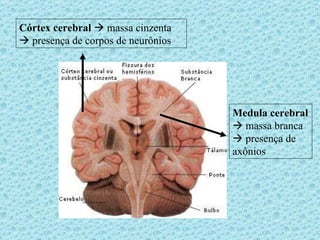 Córtex cerebral     massa cinzenta    presença de corpos de neurônios  Medula cerebral     massa branca    presença de axônios 