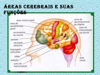 Áreas Cerebrais e suas funções 