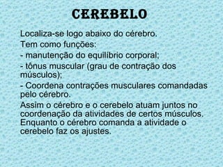 Localiza-se logo abaixo do cérebro.  Tem como funções: - manutenção do equilíbrio corporal; - tônus muscular (grau de contração dos músculos); - Coordena contrações musculares comandadas pelo cérebro. Assim o cérebro e o cerebelo atuam juntos no coordenação da atividades de certos músculos. Enquanto o cérebro comanda a atividade o cerebelo faz os ajustes. Cerebelo 