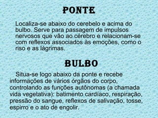 Ponte Localiza-se abaixo do cerebelo e acima do bulbo. Serve para passagem de impulsos nervosos que vão ao cérebro e relacionam-se com reflexos associados às emoções, como o riso e as lágrimas. Bulbo Situa-se logo abaixo da ponte e   recebe informações de vários órgãos do corpo, controlando as funções autônomas (a chamada vida vegetativa): batimento cardíaco, respiração, pressão do sangue, reflexos de salivação, tosse, espirro e o ato de engolir.  