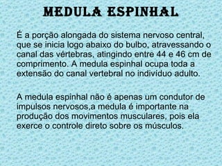 Medula espinhal É a porção alongada do sistema nervoso central, que se inicia logo abaixo do bulbo, atravessando o canal das vértebras, atingindo entre 44 e 46 cm de comprimento. A medula espinhal ocupa toda a extensão do canal vertebral no indivíduo adulto. A medula espinhal não é apenas um condutor de impulsos nervosos,a medula é importante na produção dos movimentos musculares, pois ela exerce o controle direto sobre os músculos. 
