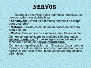 Nervos Quanto à transmissão dos estímulos nervosos, os nervos podem ser de três tipos: •  Sensitivos:  Levam os estímulos nervosos do corpo para o cérebro. •  Motores:  Levam os estímulos nervosos do cérebro para o corpo. •  Mistos:  São sensitivos e motores, simultaneamente. Os nervos que se ligam ao encéfalo são chamados  nervos cranianos.  O que se ligam a medula espinhal recebem o nome de  nervos raquidianos. Os nervos raquidianos formam 31 pares. Cada nervo é formado por duas raízes nervosas, uma  motora  e outra  sensitiva ; por essa razão, todos os nervos raquidianos são mistos. 