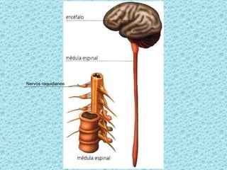 Nervos raquidianos 
