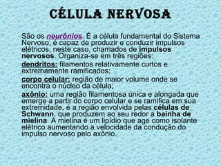 Célula Nervosa São os  neurônios . É a célula fundamental do Sistema Nervoso, é capaz de produzir e conduzir impulsos elétricos, neste caso, chamados de  impulsos nervosos . Organiza-se em três regiões:  dendritos:  filamentos relativamente curtos e extremamente ramificados;  corpo celular:  região de maior volume onde se encontra o núcleo da célula;  axônio:  uma região filamentosa única e alongada que emerge a partir do corpo celular e se ramifica em sua extremidade, é a região envolvida pelas  células de Schwann , que produzem ao seu redor a  bainha de mielina . A mielina é um lipídio que age como isolante elétrico aumentando a velocidade da condução do impulso nervoso pelo axônio.  