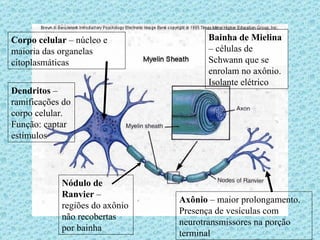 Corpo celular  – núcleo e maioria das organelas citoplasmáticas Dendritos  – ramificações do corpo celular. Função: captar estímulos Axônio  – maior prolongamento. Presença de vesículas com neurotransmissores na porção terminal Bainha de Mielina  – células de Schwann que se enrolam no axônio. Isolante elétrico Nódulo de Ranvier  – regiões do axônio não recobertas por bainha 