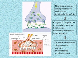 Neurotransmissores estão presentes em vesículas na terminação do axônio.  Chegada do impulso na terminação resulta na liberação dos neurotransmissores na fenda sináptica Os neurotransmissores atingem o outro neurônio desencadeando impulso nervoso 