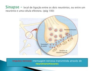 Sinapse – local de ligação entre os dois neurónios, ou entre um neurónio e uma célula efectora. (pág 100)Impulso nervoso-mensagemnervosa transmitida através de neurotransmissores