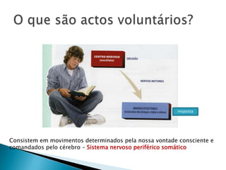 O que são actos voluntários?respostaConsistem em movimentos determinados pela nossa vontade consciente e comandados pelo cérebro – Sistema nervoso periférico somático