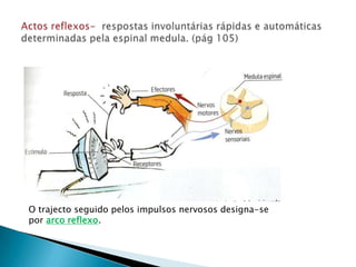 Actos reflexos-  respostas involuntárias rápidas e automáticas determinadas pela espinal medula. (pág 105)O trajecto seguido pelos impulsos nervosos designa-se por arco reflexo.