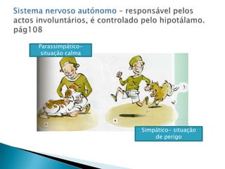 Sistema nervoso autónomo – responsável pelos actos involuntários, é controlado pelo hipotálamo. pág108Parassimpático- situação calmaSimpático- situação de perigo