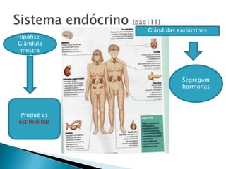 Sistema endócrino (pág111)Glândulas endócrinasHipófise-Glândula mestraSegregam hormonasProduz as estimulinas