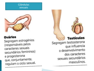 Glândulassexuais