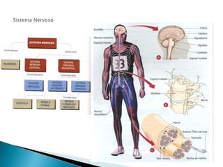 Sistema Nervoso