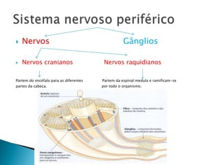 Nervos	GângliosNervos cranianos                Nervos raquidianosPartem do encéfalo para as diferentes                 Partem da espinal medula e ramificam-se partes da cabeça.                                                por todo o organismo.Sistema nervoso periférico