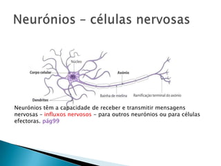Neurónios – células nervosas Neurónios têm a capacidade de receber e transmitir mensagens nervosas – influxos nervosos - para outros neurónios ou para células efectoras. pág99