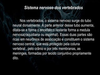 Sistema nervoso dos vertebrados Nos vertebrados, o sistema nervoso surge do tubo neural dorsalmente. A parte anterior desse tubo aumenta, dilata-se e forma o encéfalo;o restante forma a medula nervosa(raquidiana ou espinhal). Essas duas partes são ricas em neurônios de associação e constituem o sistema nervoso central, que está protegido pela coluna vertebral , pelo crânio e por três membranas, as meninges, formadas por tecido conjuntivo propriamente dito. 