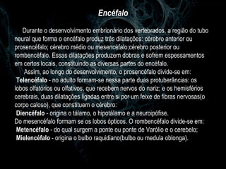 Encéfalo Durante o desenvolvimento embrionário dos vertebrados, a região do tubo neural que forma o encéfalo produz três dilatações: cérebro anterior ou prosencéfalo; cérebro médio ou mesencéfalo;cérebro posterior ou rombencéfalo. Essas dilatações produzem dobras e sofrem espessamentos em certos locais, constituindo as diversas partes do encéfalo. Assim, ao longo do desenvolvimento, o prosencéfalo divide-se em: Telencéfalo  - no adulto formam-se nessa parte duas protuberâncias: os lobos olfatórios ou olfativos, que recebem nervos do nariz; e os hemisférios cerebrais, duas dilatações ligadas entre si por um feixe de fibras nervosas(o corpo caloso), que constituem o cérebro: Diencéfalo  - origina o tálamo, o hipotálamo e a neuroipófise. Do mesencéfalo formam se os lobos ópticos. O rombencéfalo divide-se em: Metencéfalo  - do qual surgem a ponte ou ponte de Varólio e o cerebelo; Mielencéfalo  - origina o bulbo raquidiano(bulbo ou medula oblonga). 