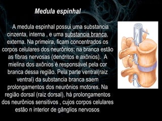 Medula espinhal A medula espinhal possui uma substancia cinzenta, interna , e uma  substancia branca , externa. Na primeira, ficam concentrados os corpos celulares dos neurônios; na branca estão as fibras nervosas (dendritos e axônios).  A mielina dos axônios é responsável pela cor branca dessa região. Pela parte ventral(raiz ventral) da substancia branca saem prolongamentos dos neurônios motores. Na região dorsal (raiz dorsal), há prolongamentos dos neurônios sensitivos , cujos corpos celulares estão n interior de gânglios nervosos . 