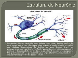 Estrutura do NeurônioUm neurônio típico apresenta três partes distintas: corpo celular, dentritos e axônio. No corpo celular, a parte mais volumosa da célula nervosa, se localiza o núcleo e a maioria das estruturas citoplasmáticas. Os dentritos (do grego dendron, árvore) são prolongamentos finos e geralmente ramificados que conduzem os estímulos captados do ambiente ou de outras células em direção ao corpo celular. O axônio é um prolongamento fino, geralmente mais longo que os dentritos, cuja função é transmitir para outras células os impulsos nervosos provenientes do corpo celular.