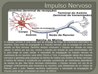 Impulso NervosoO impulso nervoso é uma onda que se propaga ao longo da membrana plasmática do neurônio. Essa onda de propagação é o impulso nervoso, que se propaga em um único sentido na fibra nervosa. Dentritos sempre conduzem o impulso em direção ao corpo celular. O axônio por sua vez, conduz o impulso em direção às suas extremidades, isto é, para longe do corpo celular. A velocidade de propagação do impulso nervoso na membrana de um neurônio varia entre 10cm/s e 1m/s. A propagação rápida dos impulsos nervosos é garantida pela presença da bainha de mielina que recobre as fibras nervosas. A bainha de mielina é constituída por camadas concêntricas de membranas plasmáticas de células da glia. Nas fibras nervosas mielinizadas, o impulso nervoso, em vez de se propagar continuamente pela membrana do neurônio, pula diretamente de um nódulo de Ranvier para o outro. Nesses neurônios mielinizados, a velocidade de propagação do impulso pode atingir velocidades da ordem de 200m/s.