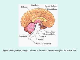                                                                         Figura: Biologia Hoje, Sergio Linhares e Fernando Gewandsznajder. Ed. Ática,1997. 