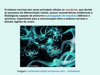 Imagem:  esclerosemultipla .wordpress.com/.../borboletas/   O sistema nervoso tem como principais células os  neurônios , que devido ao processo de diferenciação celular, possui características anatômicas e fisiológicas capazes de promover a  propagação de impulsos  elétricos e químicos, importantes para a comunicação entre o sistema nervoso e demais regiões do corpo. 