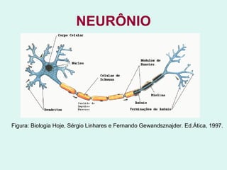 NEURÔNIO Figura: Biologia Hoje, Sérgio Linhares e Fernando Gewandsznajder. Ed.Ática, 1997.  