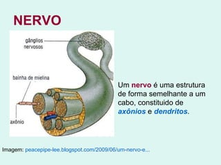 NERVO Imagem:  peacepipe-lee .blogspot.com/2009/06/ um-nervo-e ...   Um  nervo  é uma estrutura de forma semelhante a um cabo, constituido de  axônios  e  dendritos .  