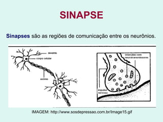 SINAPSE Sinapses  são as regiões de comunicação entre os neurônios.   IMAGEM: http://www.sosdepressao.com.br/Image15.gif 