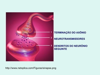 http://www.netxplica.com/Figuras/sinapse.png TERMINAÇÃO DO AXÔNIO NEUROTRANSMISSORES DENDRITOS DO NEURÔNIO SEGUINTE 