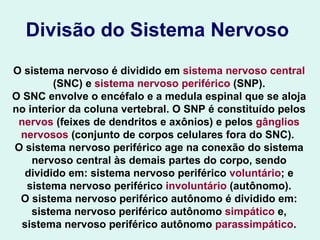 Divisão do Sistema Nervoso   O sistema nervoso é dividido em  sistema nervoso central  (SNC) e  sistema nervoso periférico  (SNP). O SNC envolve o encéfalo e a medula espinal que se aloja no interior da coluna vertebral. O SNP é constituído pelos  nervos  (feixes de dendritos e axônios) e pelos  gânglios nervosos  (conjunto de corpos celulares fora do SNC).  O sistema nervoso periférico age na conexão do sistema nervoso central às demais partes do corpo, sendo dividido em: sistema nervoso periférico  voluntário ; e sistema nervoso periférico  involuntário  (autônomo). O sistema nervoso periférico autônomo é dividido em: sistema nervoso periférico autônomo  simpático  e, sistema nervoso periférico autônomo  parassimpático . 